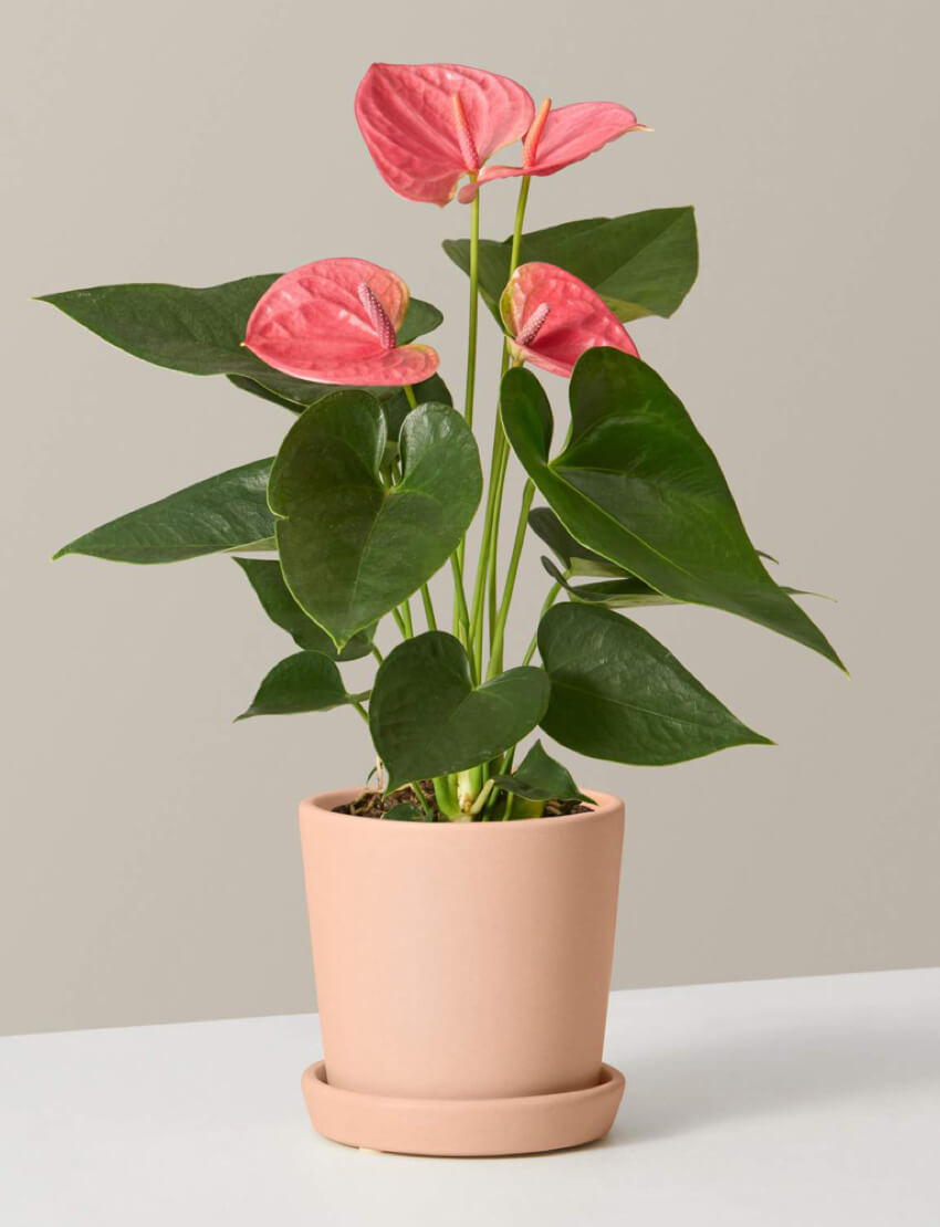 Pink Anthurium